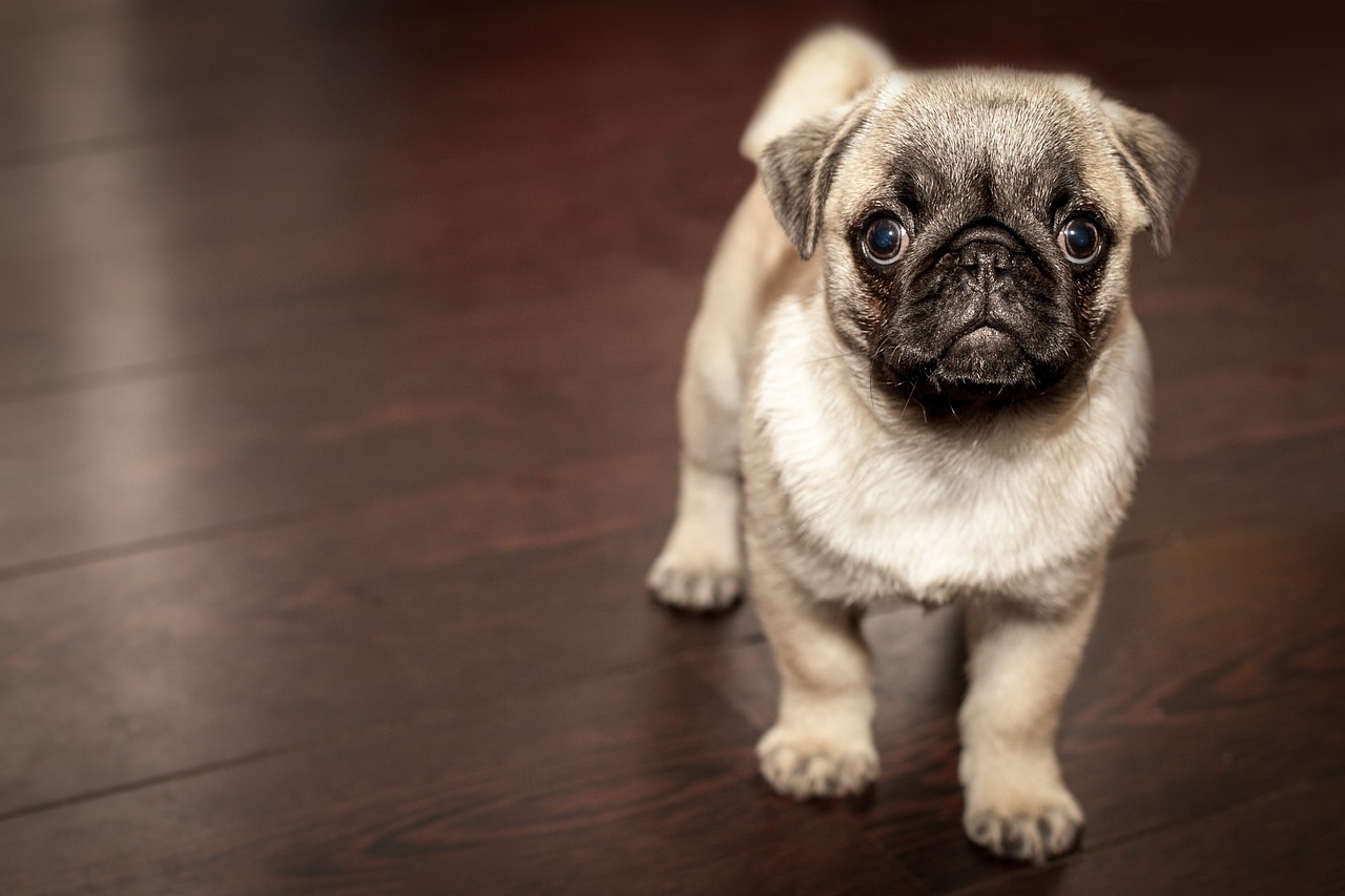Verwirrt über Ihren Hund?